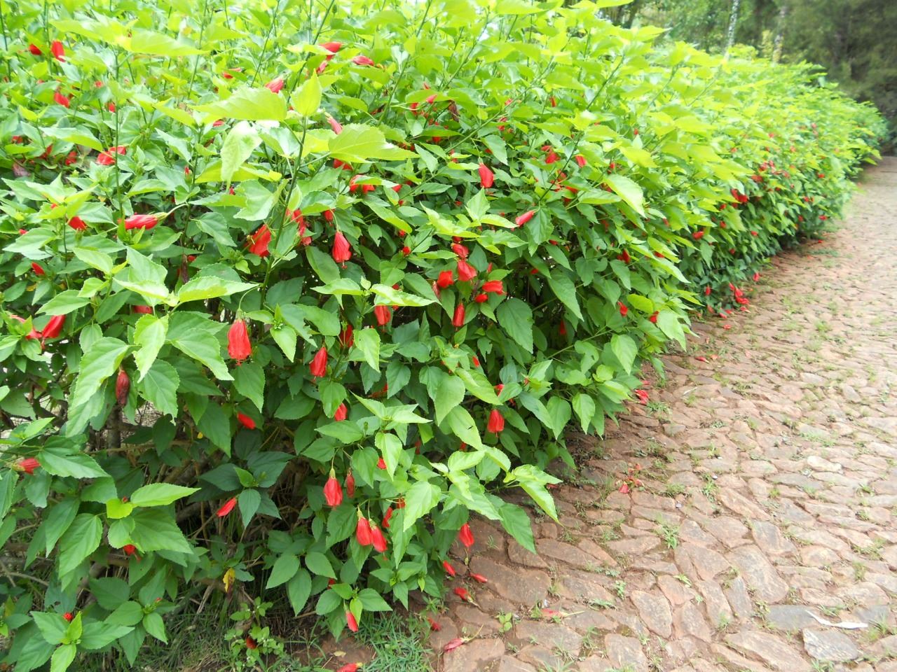 Serginho e Chinho Serviços de Prestação de Jardinagem em Geral